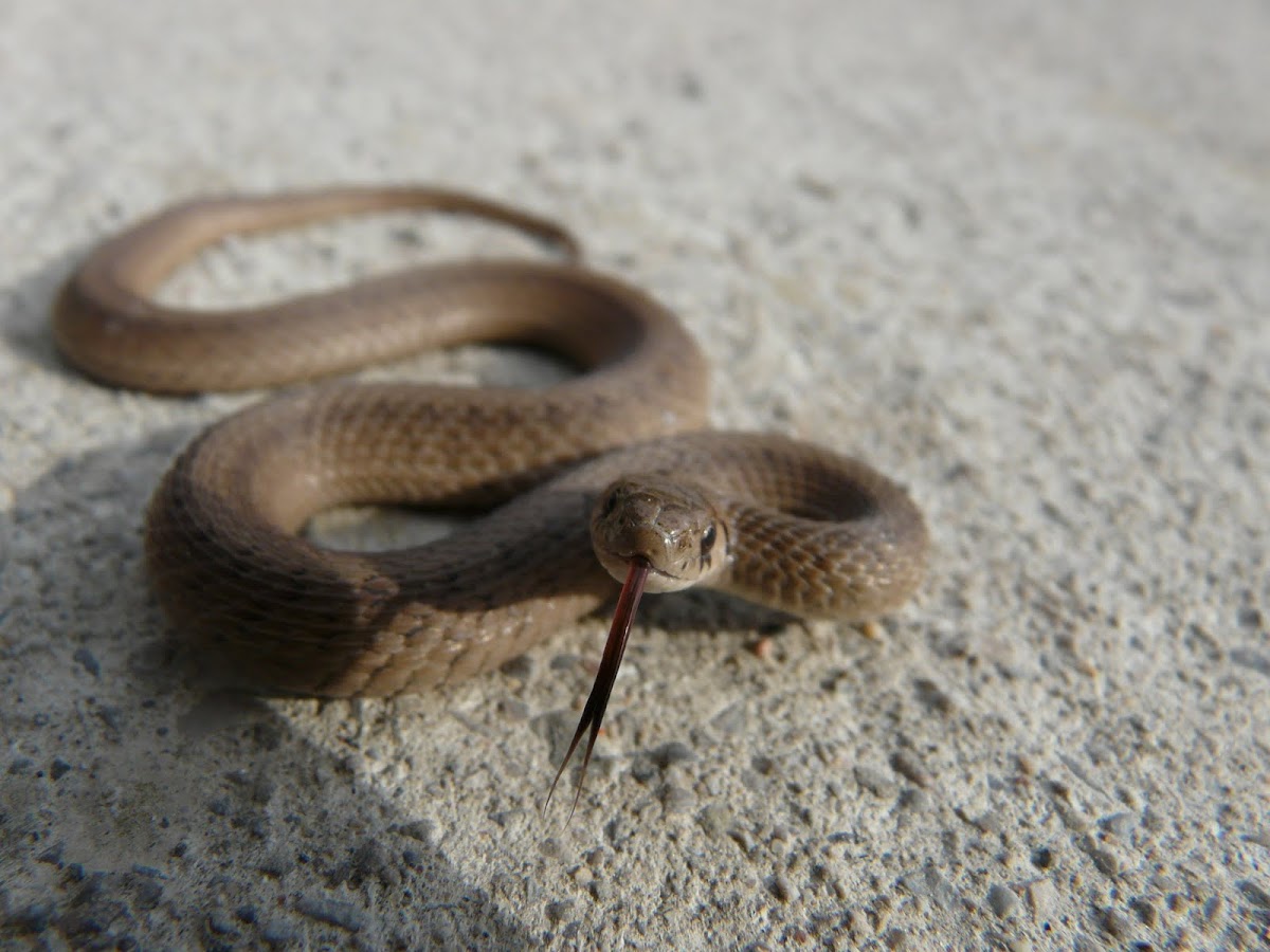  Northern Brown Snake