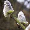 Goat Willow catkins