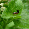 Rove beetle