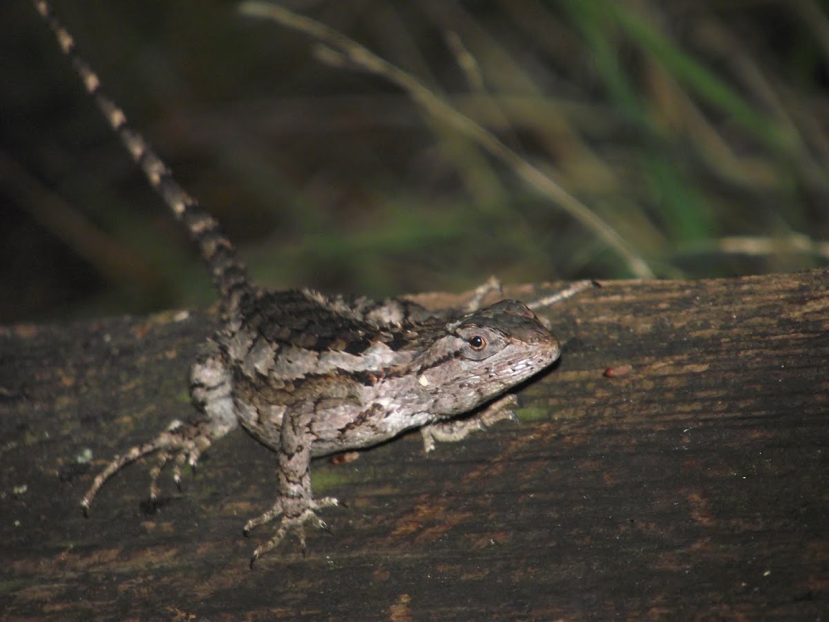 Texas Spiny Lizard (Female)