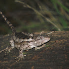 Texas Spiny Lizard (Female)