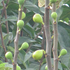 comun fig tree(figueira)