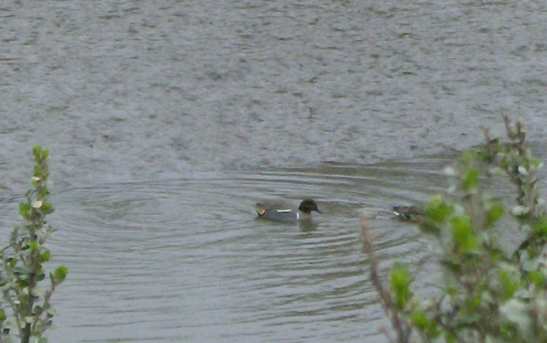 Common/Green-winged Teal hybrid