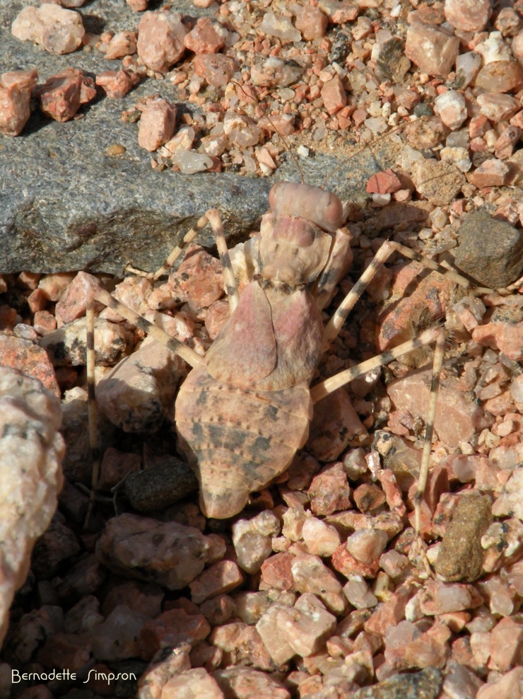 Desert Mantis