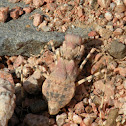 Desert Mantis