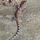 Mediterranean house gecko