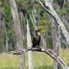 Double-crested Cormorant