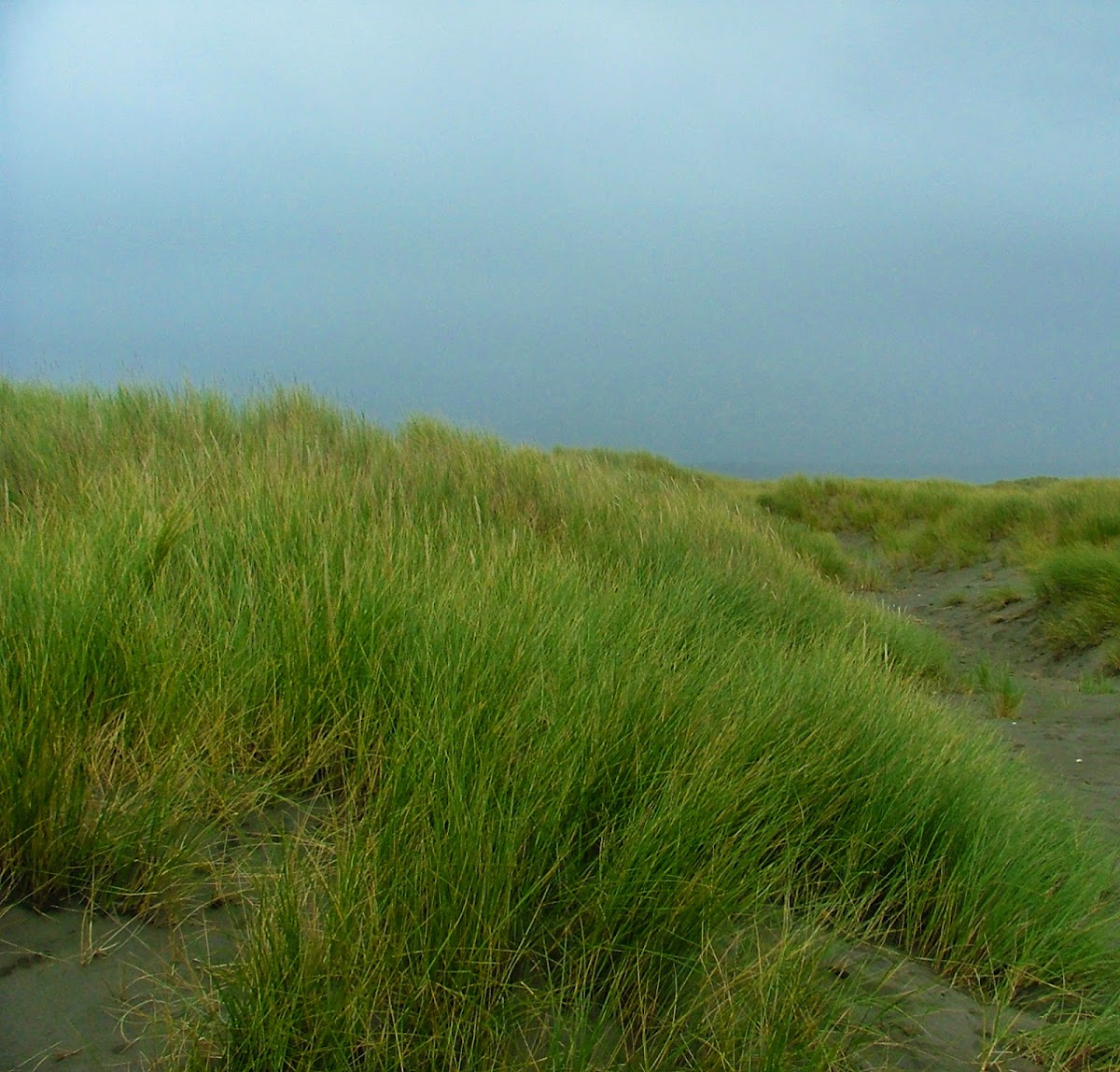 Carrizo / Beachgrass