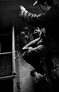 Varkensvermeerderingsbedrijf