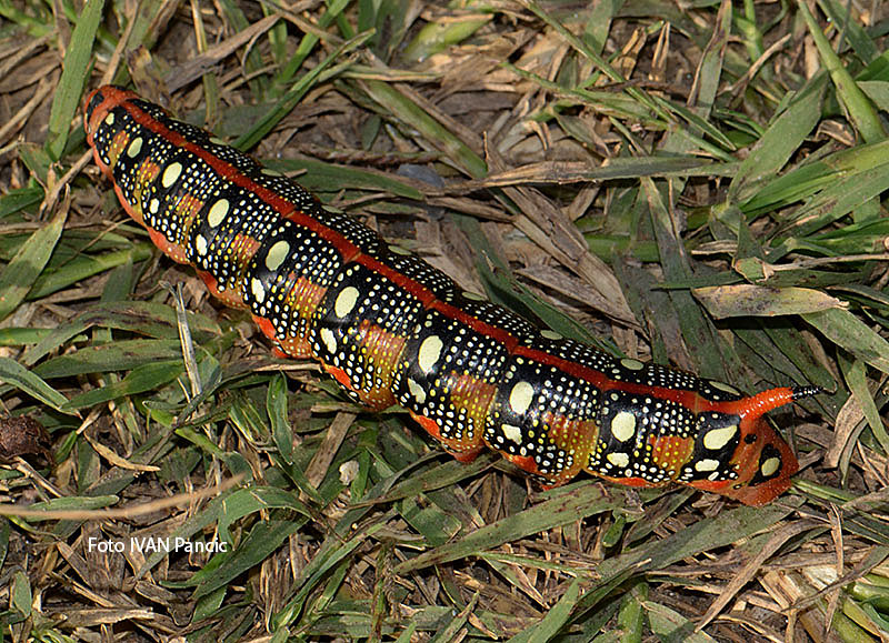 The Spurge-moth -Sphingidae