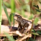 Oriental Garden Lizard