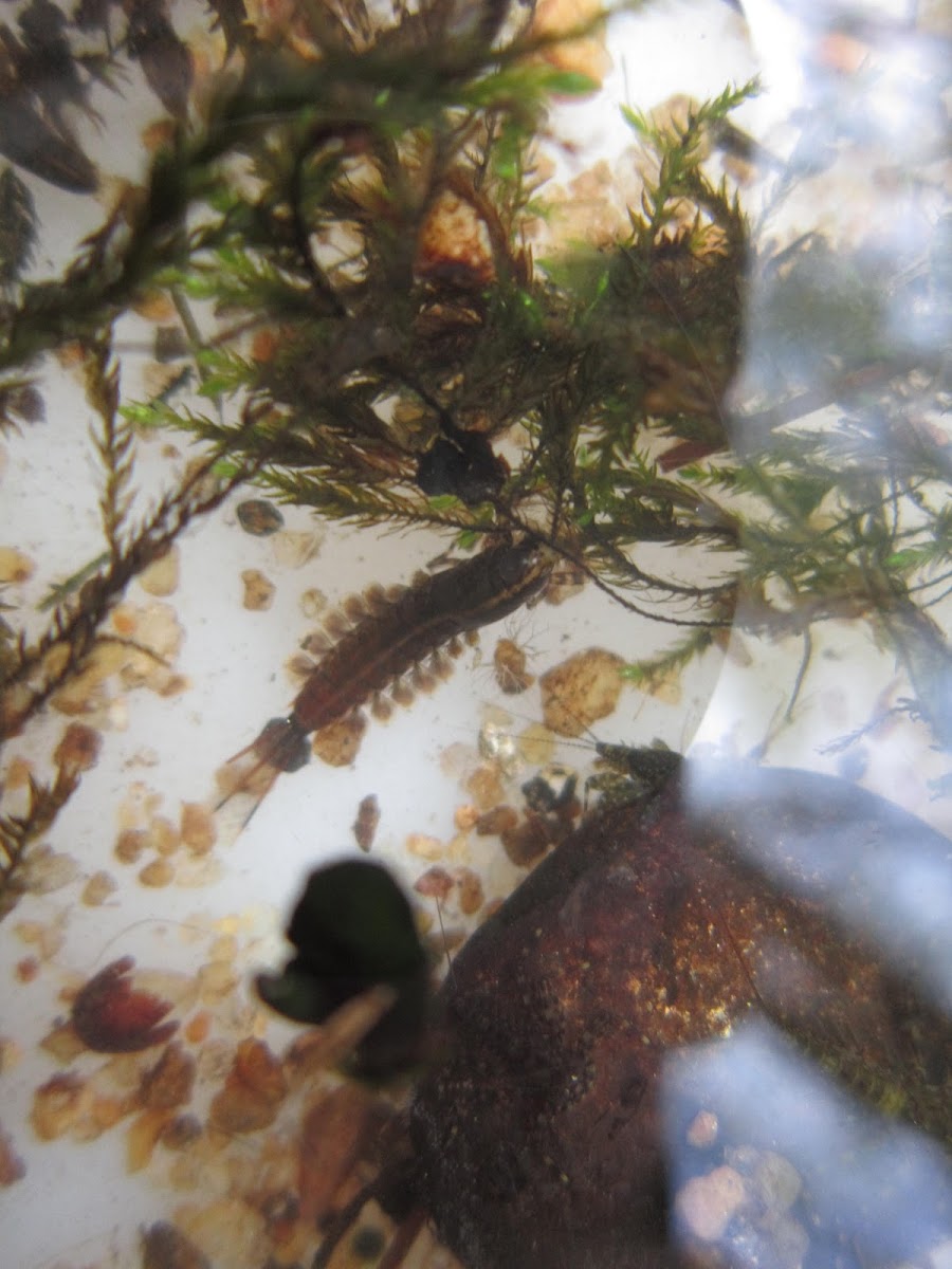 Brush-legged mayfly (larva)