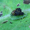 Clavate Tortoise Beetle Larva