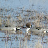 Northern Pintail Ducks (males)