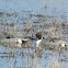 Northern Pintail Ducks (males)
