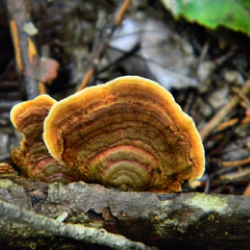 Shelf Fungus