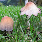 Glistening Inky Cap Mushrooms