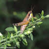 Olive-green swamp grasshopper