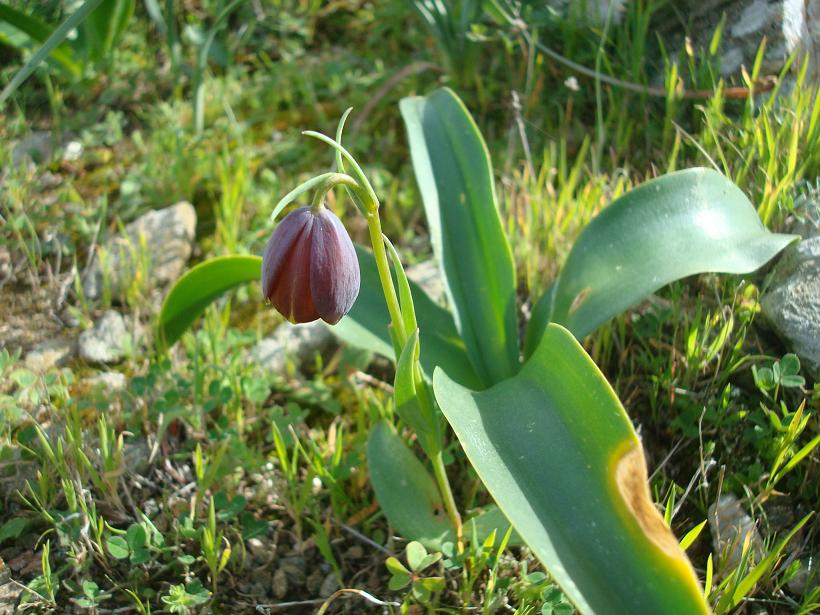 Fritillaries