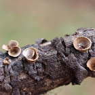 Bird's Nest Fungus