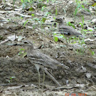 Eurasian Stone Curlew or Thick Knee