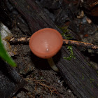 Cup fungus