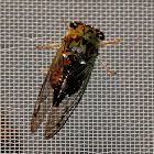 Eastern scissors grinder cicada