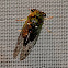 Eastern scissors grinder cicada