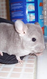 Chinchilla Wallpapers Screenshots 4