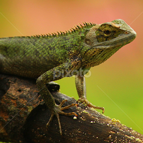 Not in his Mood..!!! by Prithwish Mondal - Animals Reptiles