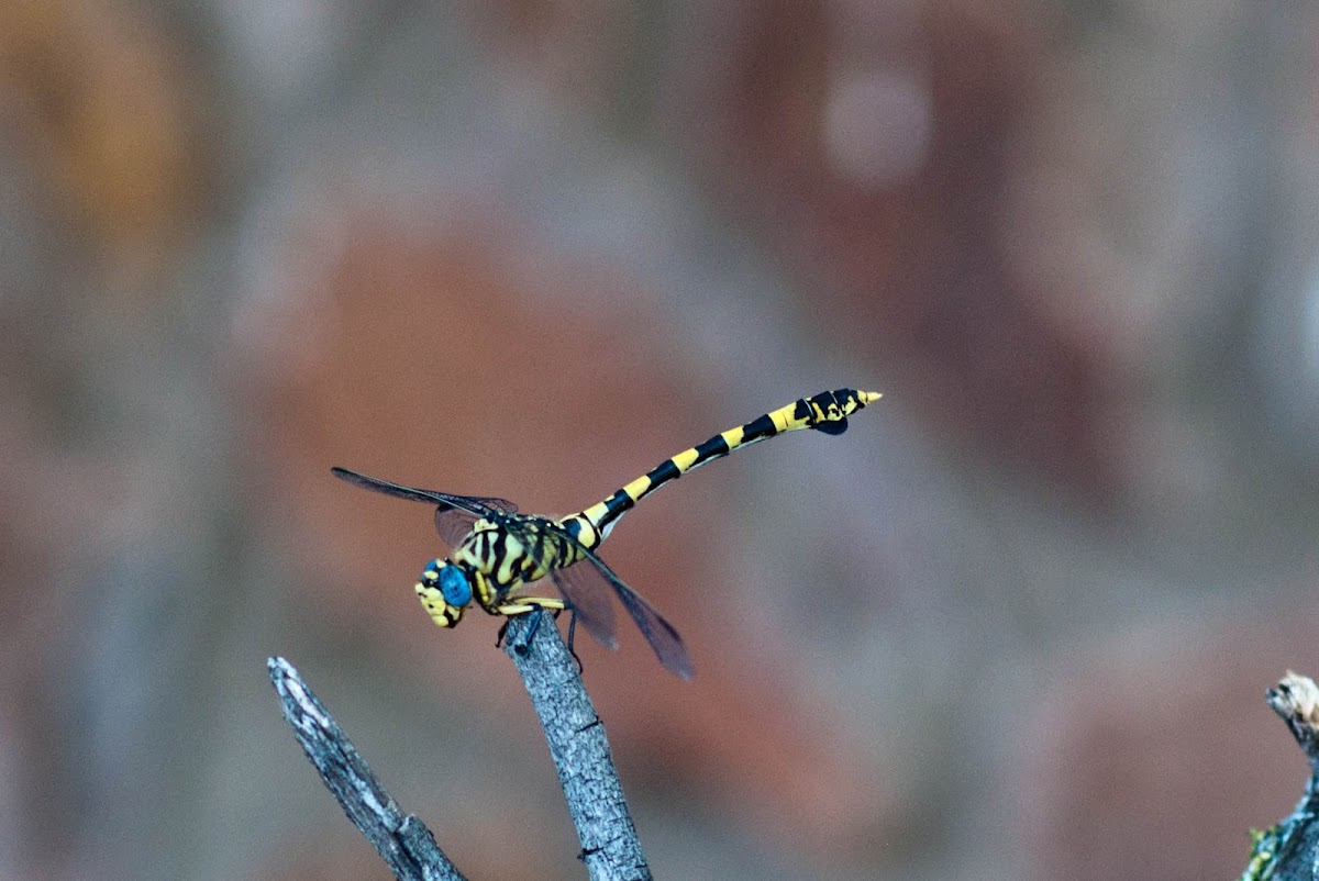 Common Tigertail