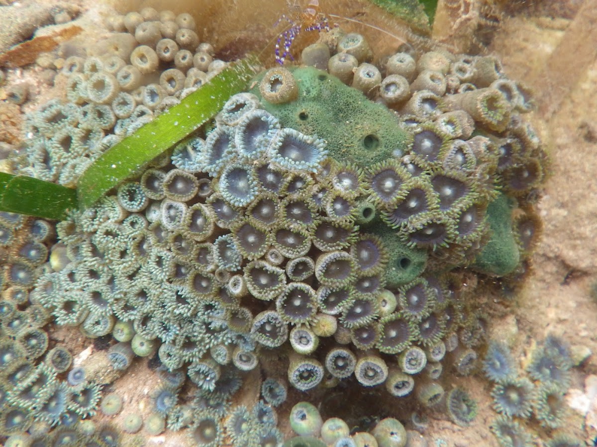 Zoa coral Project Noah