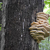 Northern Tooth Fungus