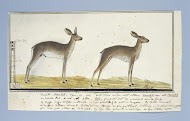 Raphicerus campestris (Steenbok)