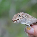 Cook's Anole