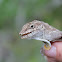 Cook's Anole