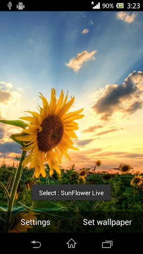 免費下載個人化APP|Sunflower live wallpaper app開箱文|APP開箱王