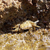 Marbled crab (κάβουρας)