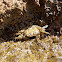 Marbled crab (κάβουρας)