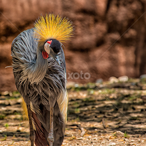 Flowing Crowned Crane by Bill Tiepelman - Animals Birds