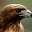 Eagle Jigsaw Puzzle Download on Windows
