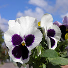 Pansy (pensamiento)