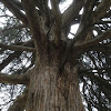 eastern red cedar