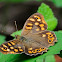 Speckled Wood; Mariposa de los Muros