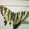 Southern swallowtail (Borboleta-zebra)