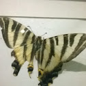 Southern swallowtail (Borboleta-zebra)