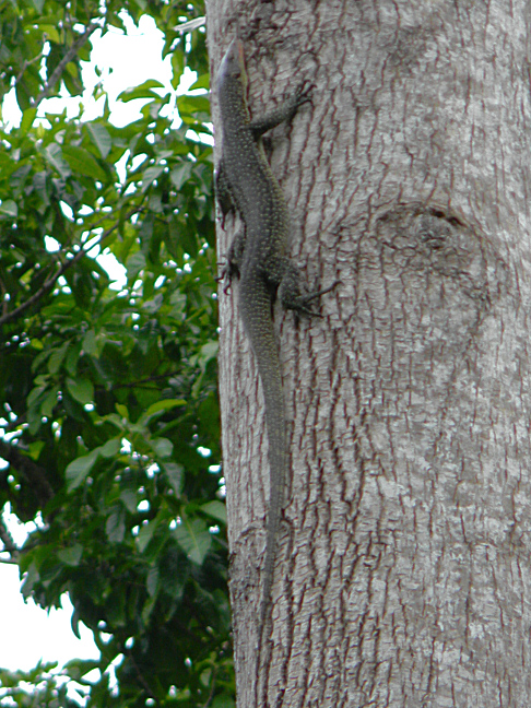 mangrove or Pacific monitor lizard