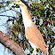 Nankeen Night Heron