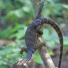 Philippine Water Monitor/Marbled Water Monitor