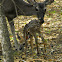 White-tailed Deer (The Intro)